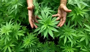 maconha